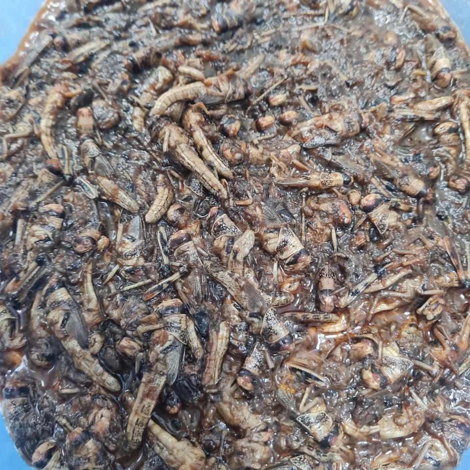 Boilie - Hmyz/Liver - Játra - 1kg - 24mm