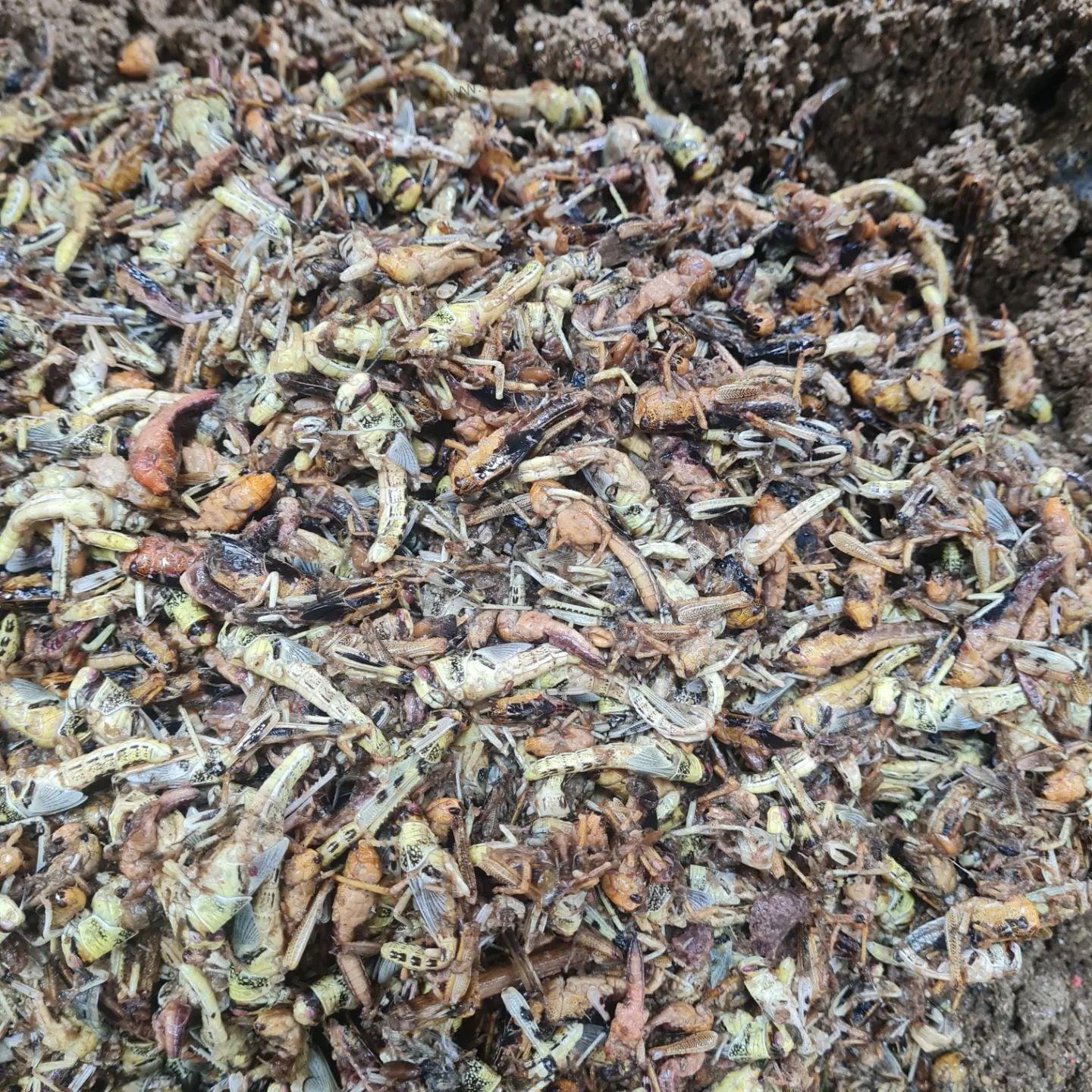 Boilie - Hmyz/Jahoda/Chilli - 10kg - 20mm