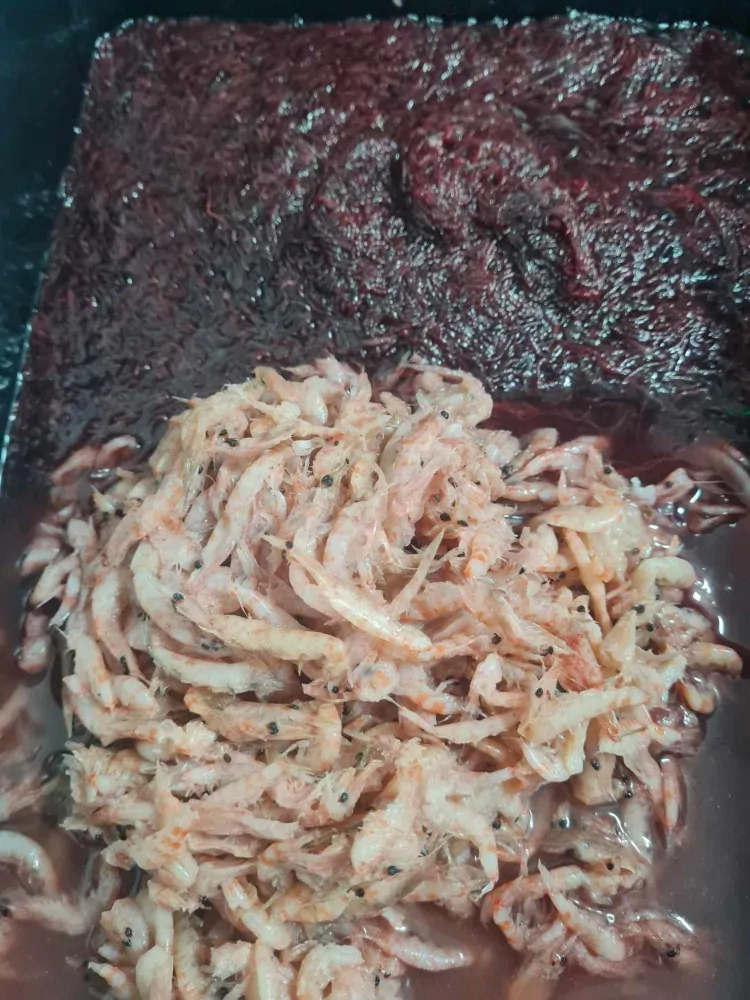 Boilie v dipu - Hmyz/Mušle/Krill/Rak - 150g - 20mm