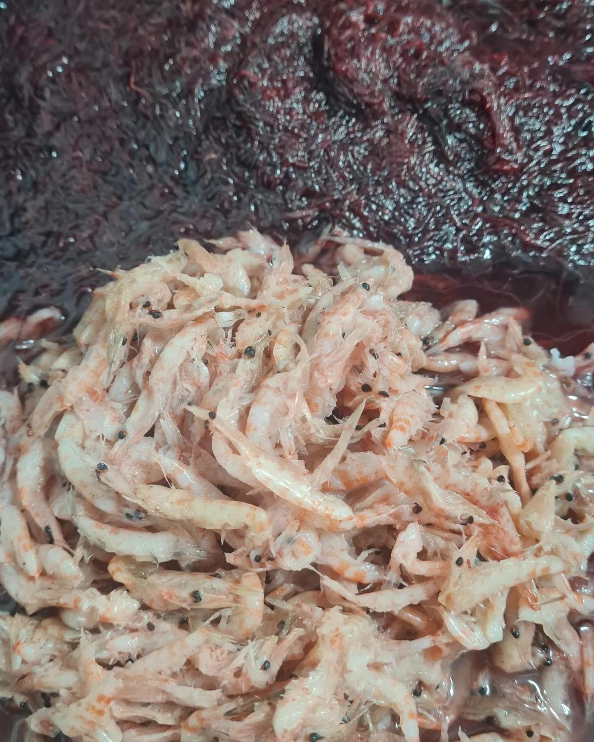 Boilie v dipu - Hmyz/Mušle/Krill/Rak - 1kg - 24mm