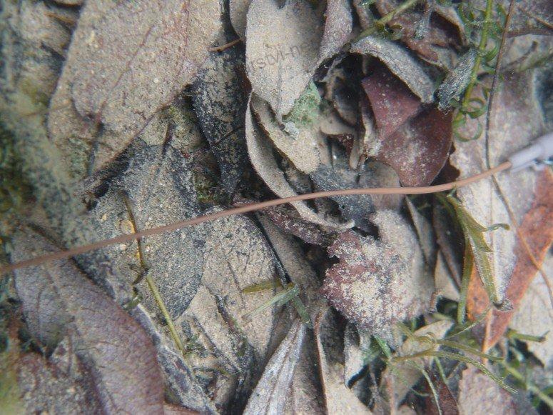 Korda Bužírka Sinking Rig Tube Weed 0,75mm 2m