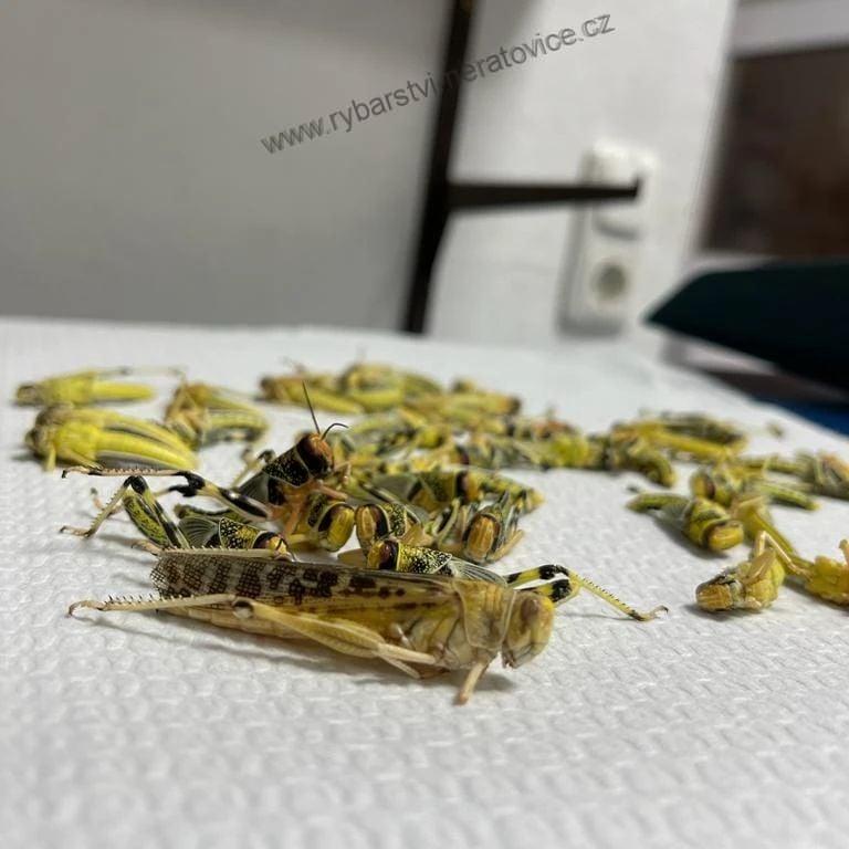 Boilie v dipu - Hmyz/Mušle GLM - 1kg - 24mm