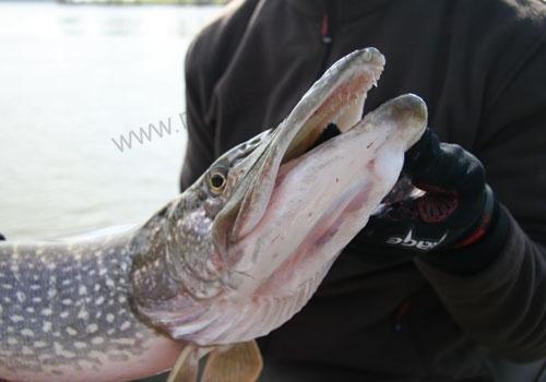 RUKAVICE FOX RAGE POWER GRIP GLOVES - L