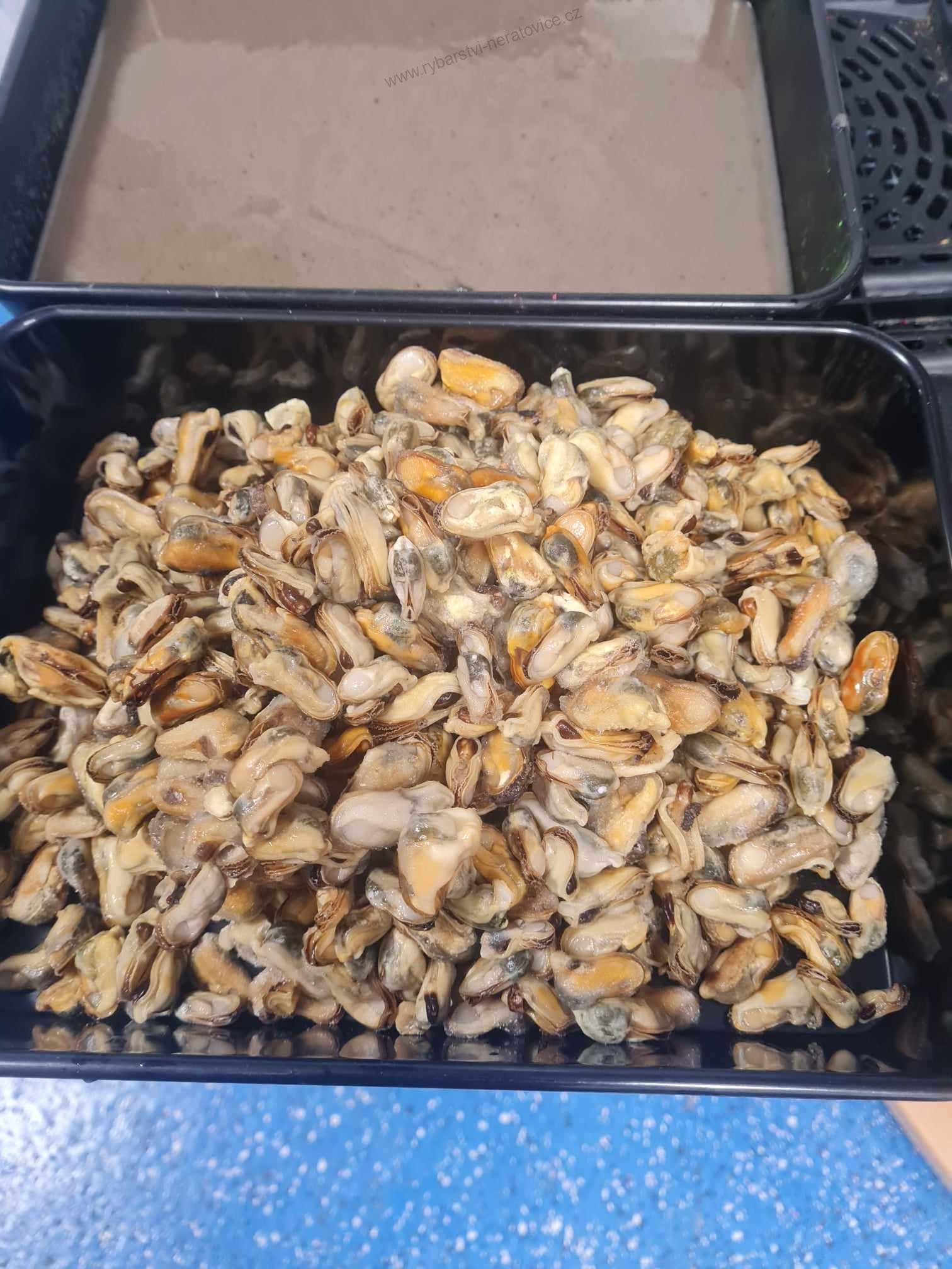 Boilie v dipu - Hmyz/Mušle/Krill/Rak - 1kg - 24mm