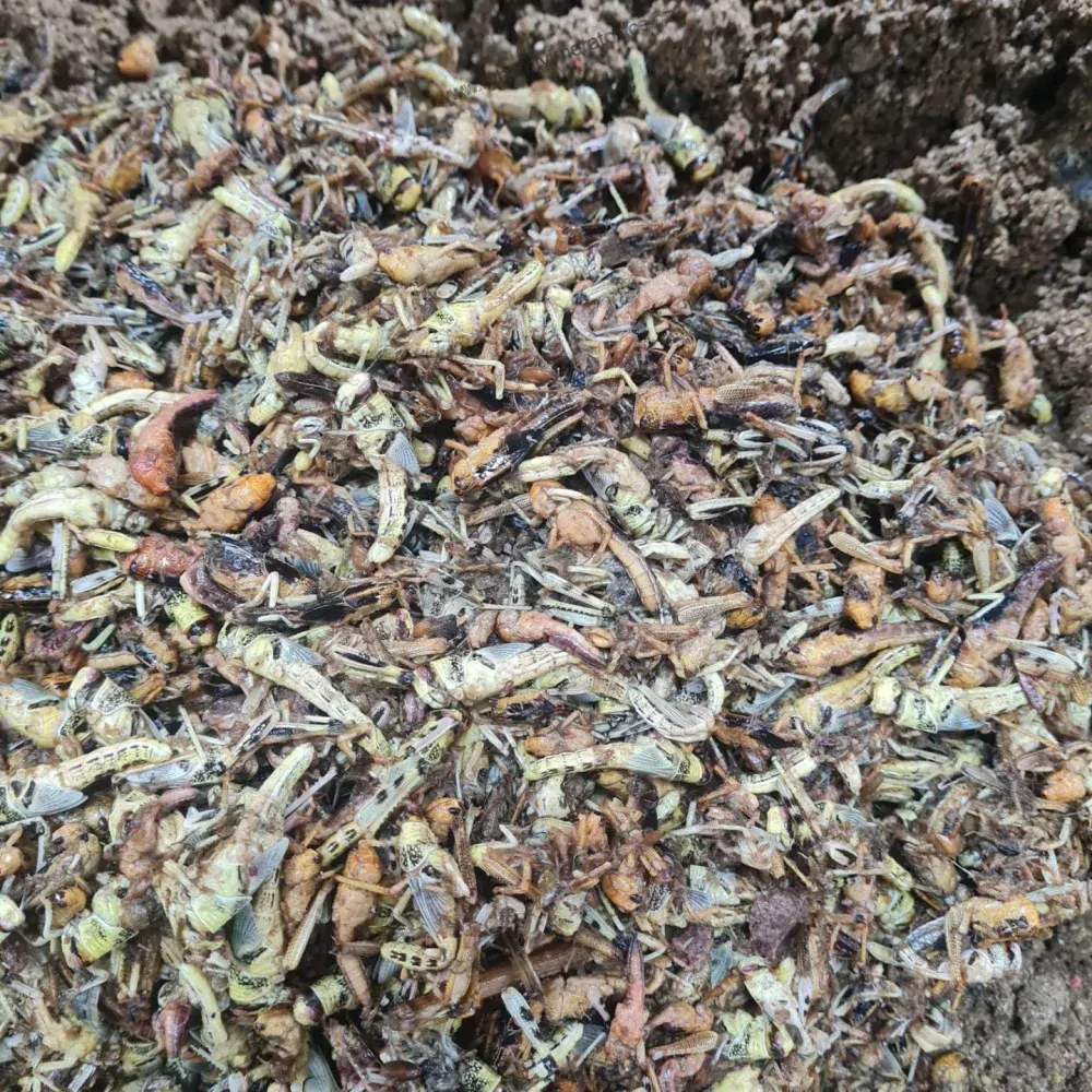 Boilie - Hmyz/Kreveta/Scopex - 5kg - 24mm